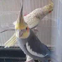 عروس هلندی خانگی