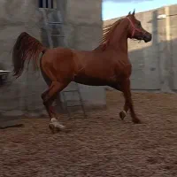 اسب|اسب و تجهیزات اسب‌سواری|قیدار, |دیوار
