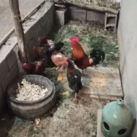 مرغ و خروس محلی