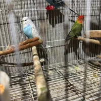 فروش مرغ عشق انگلیسی و طوطی