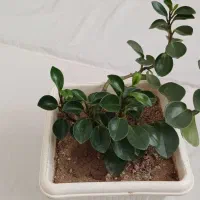 گل وگیاه به قیمت ارزان