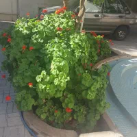 تعدادی شمعدانی مقاوم جهت قلمه زدن