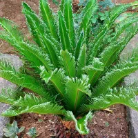 سیکاس|گل و گیاه طبیعی|لاهیجان, گلستان|دیوار