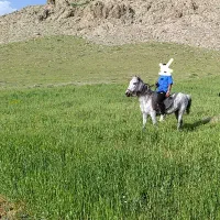 مادیان اصیل دمگیر