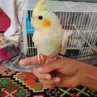 عروس هلندی فقط ۹۰۰ تومن