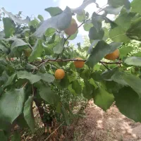 ویلایی یوسف رضا۱۵۰۰ متری سنددار