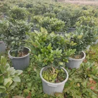 یاس هلندی گدان زباله