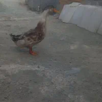 اردک نر