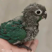 جوجه گرینچیک تراکوییس نرمال
