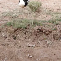 اردک