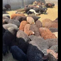 قصاب ماهر جهت عید قربان