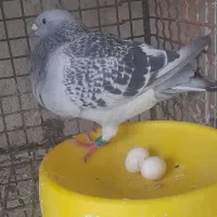 دلبر