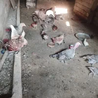 بوقلمون و مرغ و خروس
