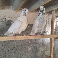 کبوتر پرشی