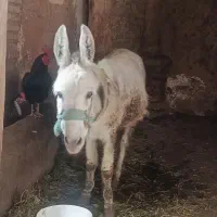 خر قشنگ