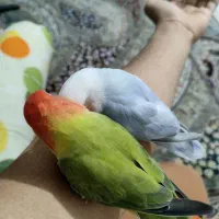 طوطی برزیلی جفت