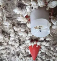 بوقلمون بیوتی