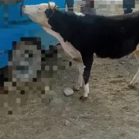 تلیسه سیمینتال