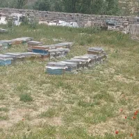 چهل عدد کندو ،زنبور عسل،آماده طبق فول