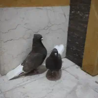 کیورک دمسفید