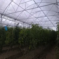 فروش گلخانه