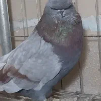 کفتر نوک قنار