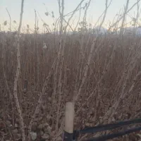 نهال پسته