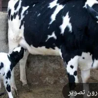 چربی درجه یک گاو کشتار روز