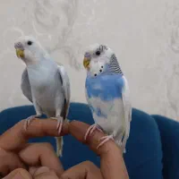 مرغ عشق خانگی