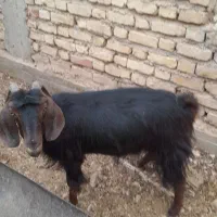 فروش بز چاق مناسب قصابی