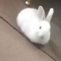 خرگوش