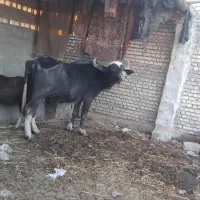 گاومیش