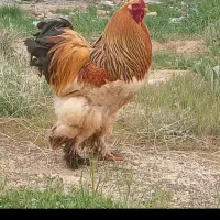مرغ و خروس برهما