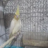 عروس هلندی ماده