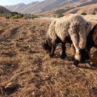 شیشک نر بختیاری اصیل