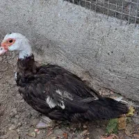 اردک ماده اسرائیلی