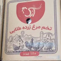 پخش تخم مرغ (صادراتی)