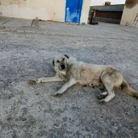 سگ ماده