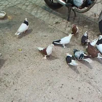 کفتر رنگی کبوتر