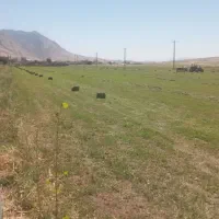 یونجه ساقه ریز ، سبز و مرغوب