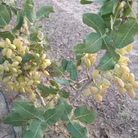 پیوند. پسته تضمینی.بشرط سبز
