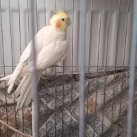 عروس هلندی نر
