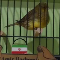 قناری،گلاستر