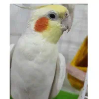 عروس هلندی گم شده به اسم چیکو