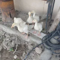 قو غاز