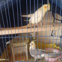 عروس هلندی