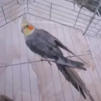 عروس هلندی نر