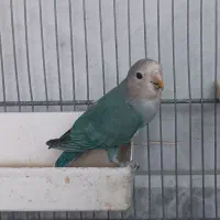 طوطی برزیلی ماده بالغ