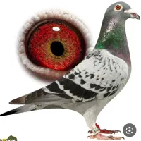 21کفتر زد خوردی