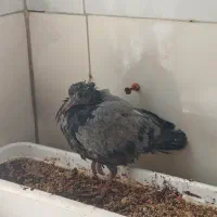 جوجه کفتر